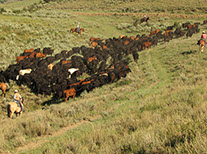 Original Steamboat Advertising Photograhy