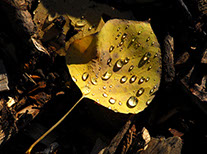 - Design By Creative Bearings